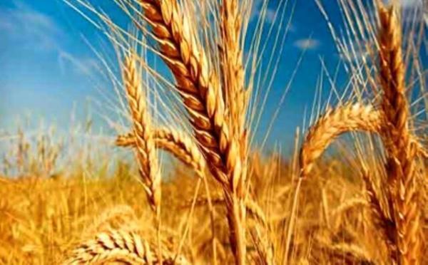 خرید یک میلیون و 800 هزار تن گندم از گندمکاران