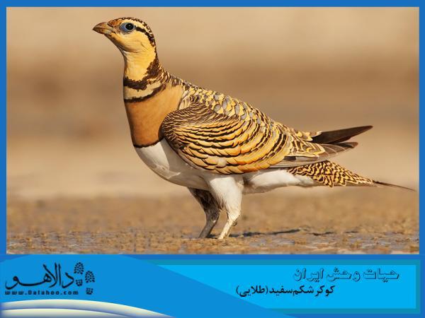 حیات وحش ایران ، چشمانی که از دیدنش سیر نمی شوید