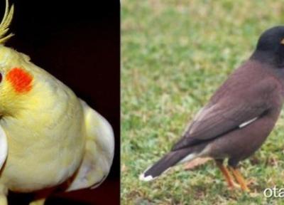 راهنمای انتخاب برترین قفس پرنده برای عروس هلندی و مرغ مینا