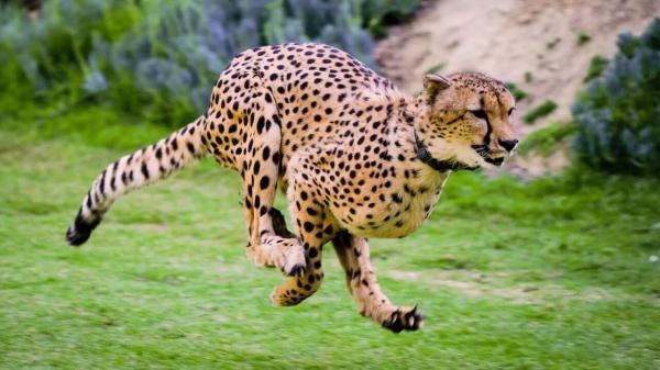 چه شد که یوزپلنگ ها سریع ترین حیوانات روی زمین شدند؟