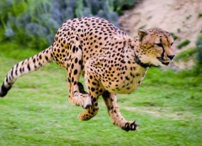 چه شد که یوزپلنگ ها سریع ترین حیوانات روی زمین شدند؟